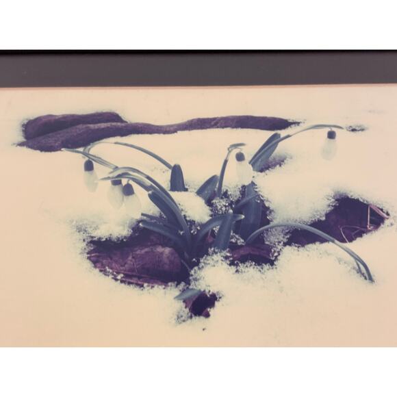 Vintage White Flower in Snow Print Matted and Framed Wall Decor Art - Picture 6 of 10